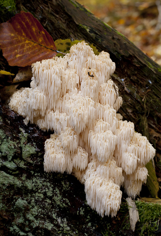 Hericium flagellum